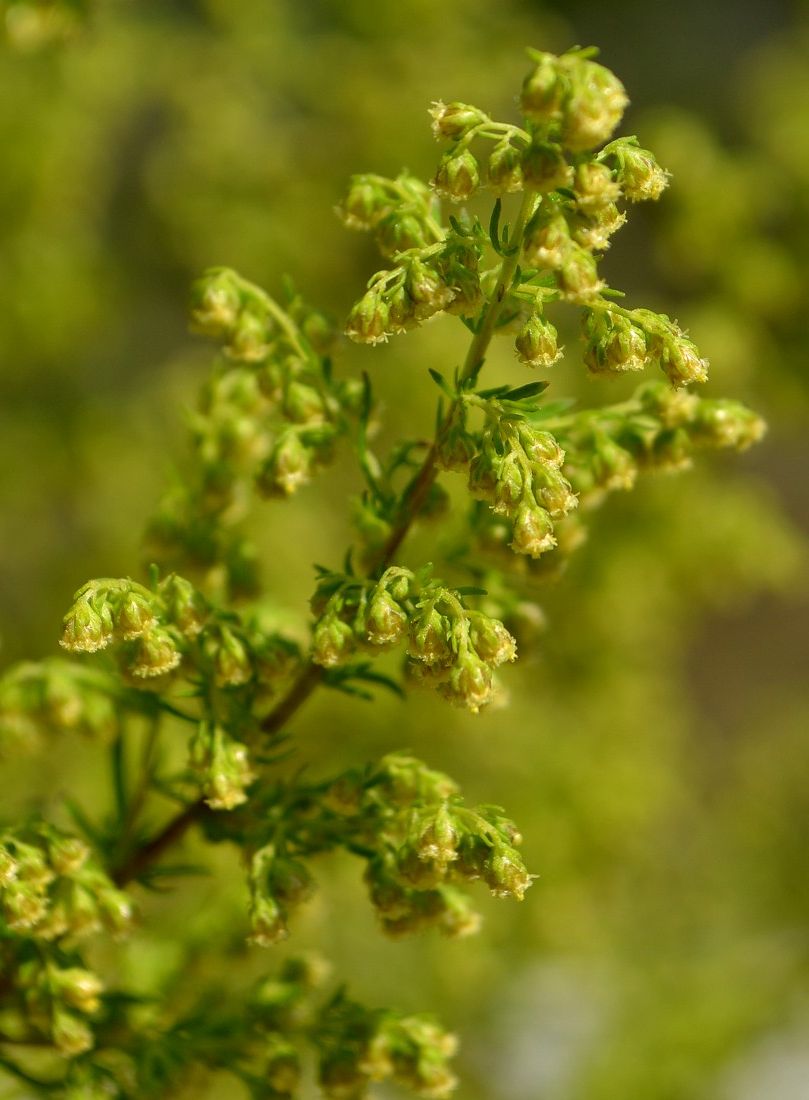 Image of Artemisia annua specimen.