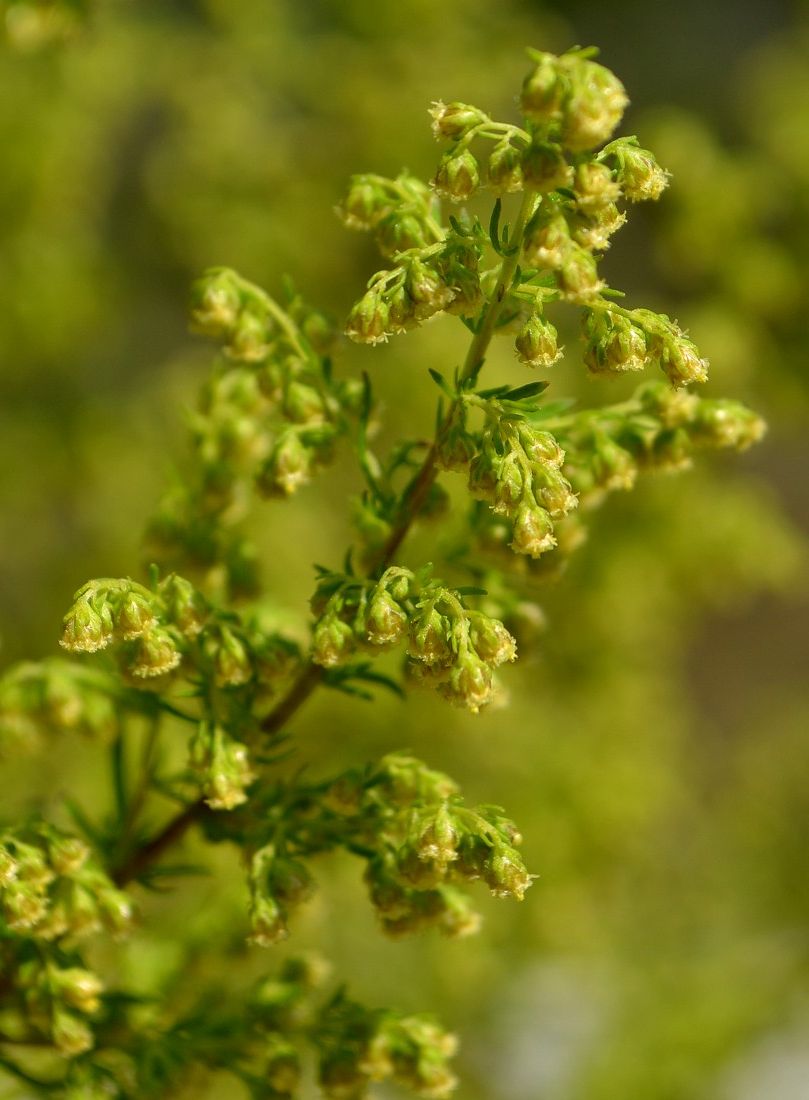 Image of Artemisia annua specimen.