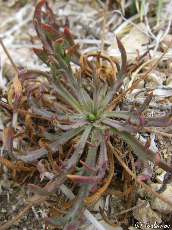 Изображение особи Plantago coronopus.