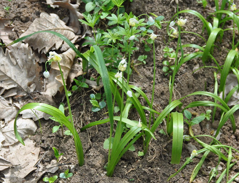 Image of Allium paradoxum specimen.