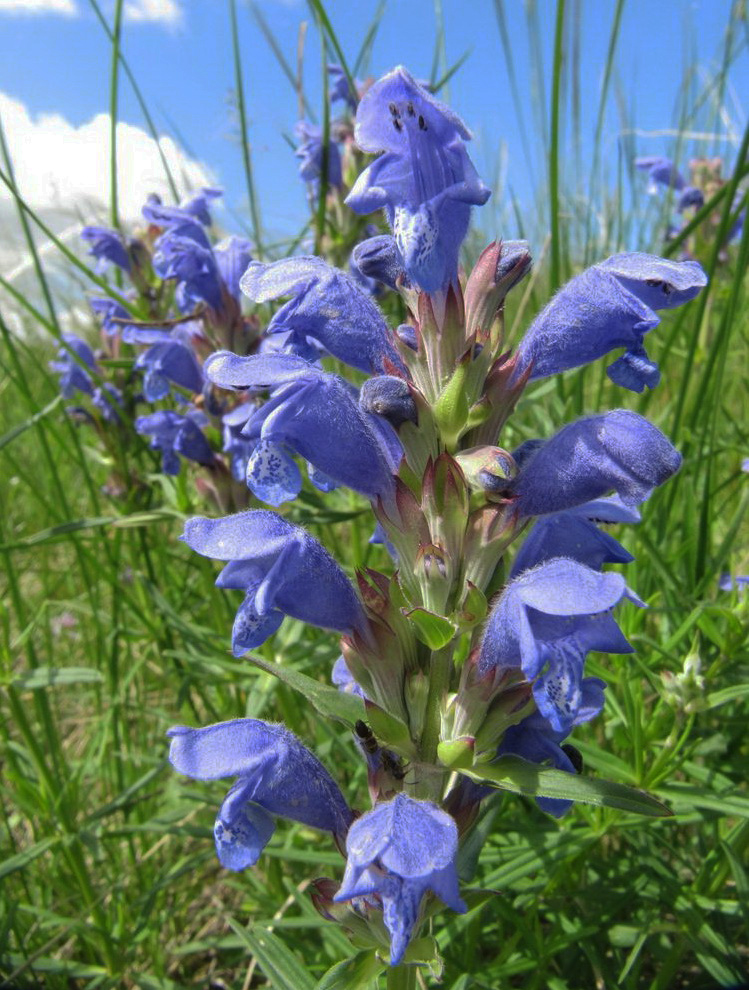 Image of Dracocephalum ruyschiana specimen.