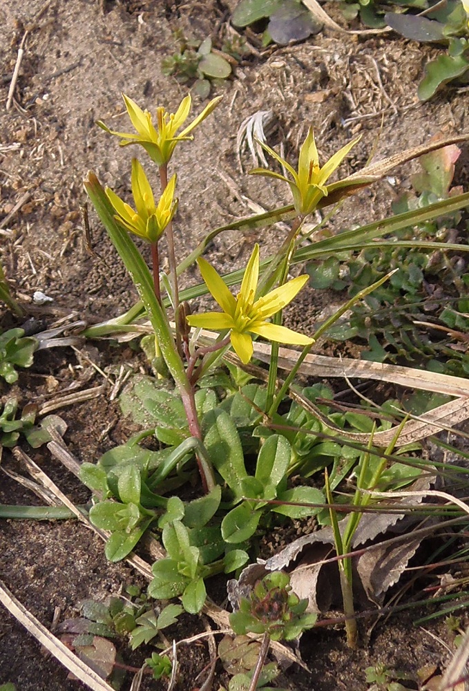 Image of Gagea tesquicola specimen.