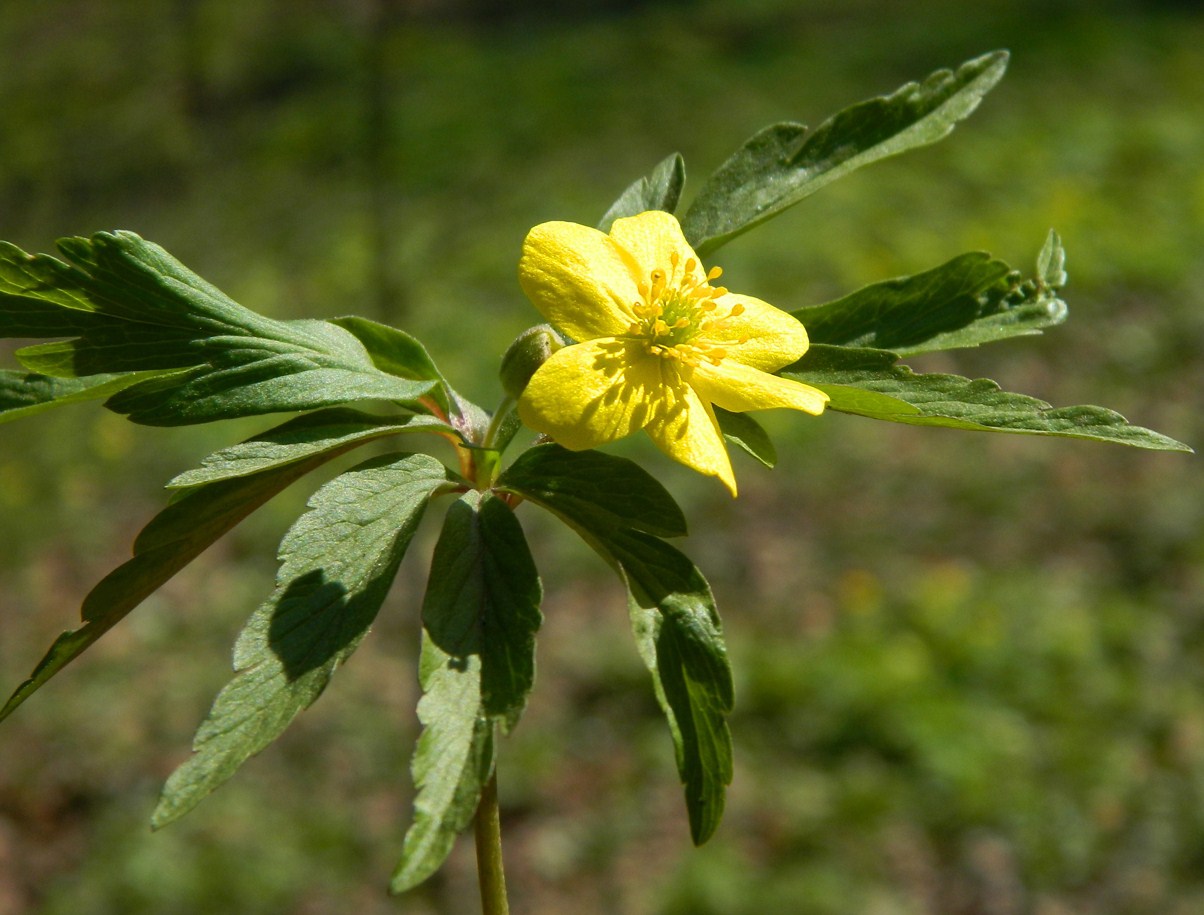 Image of Anemone ranunculoides specimen.