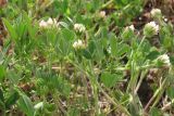 Trifolium leucanthum