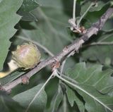 Quercus ithaburensis подвид macrolepis