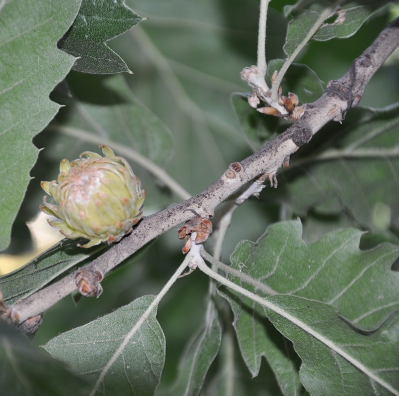 Изображение особи Quercus ithaburensis ssp. macrolepis.