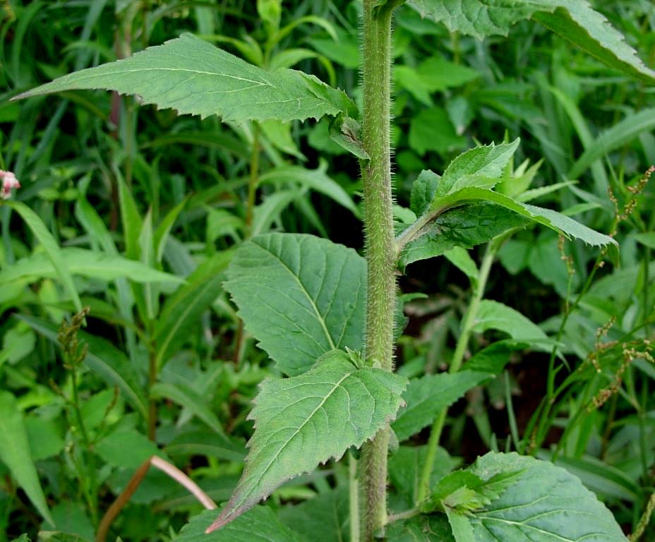 Image of Arabis pendula specimen.