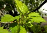 Crataegus submollis. Молодые листья и распускающееся соцветие. Подмосковье, г. Одинцово, придомовые посадки. Май 2014 г.