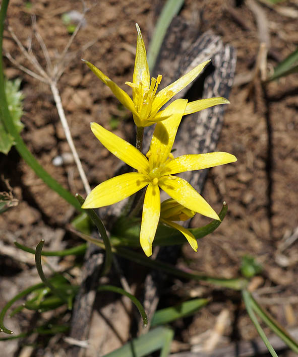 Image of genus Gagea specimen.