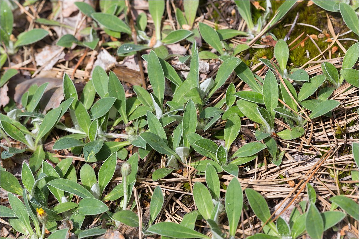 Изображение особи Pilosella officinarum.