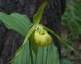 Cypripedium calceolus