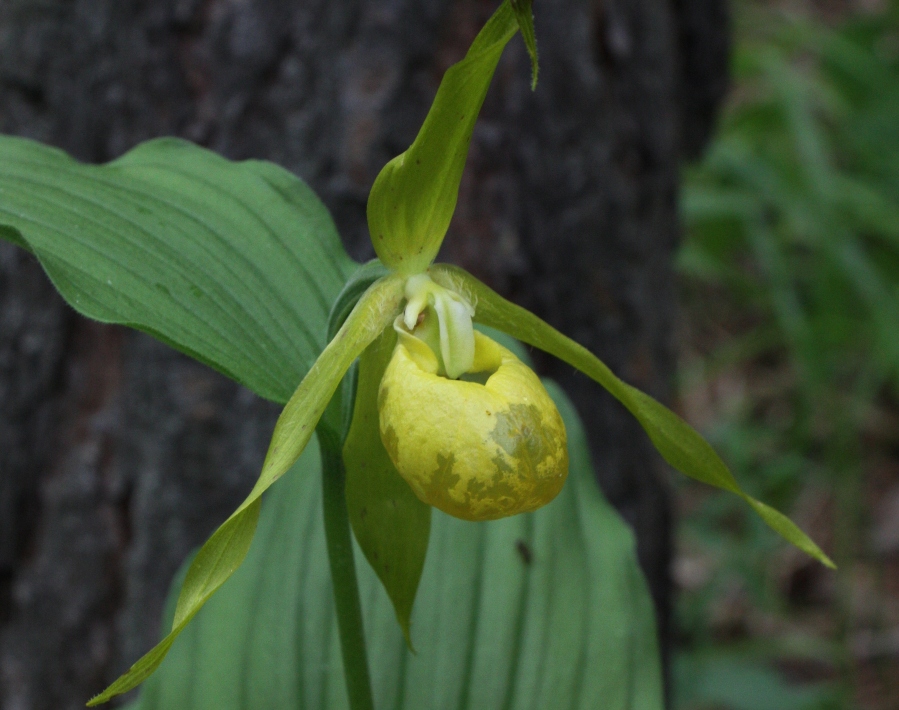 Image of Cypripedium calceolus specimen.