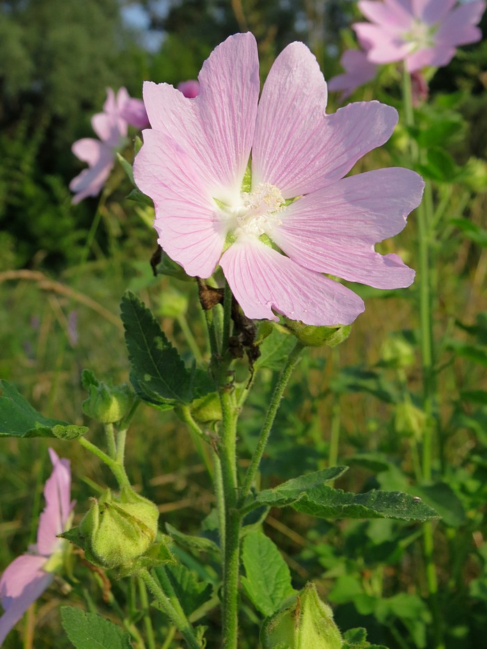 Image of Malva thuringiaca specimen.