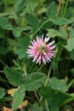 Trifolium ambiguum