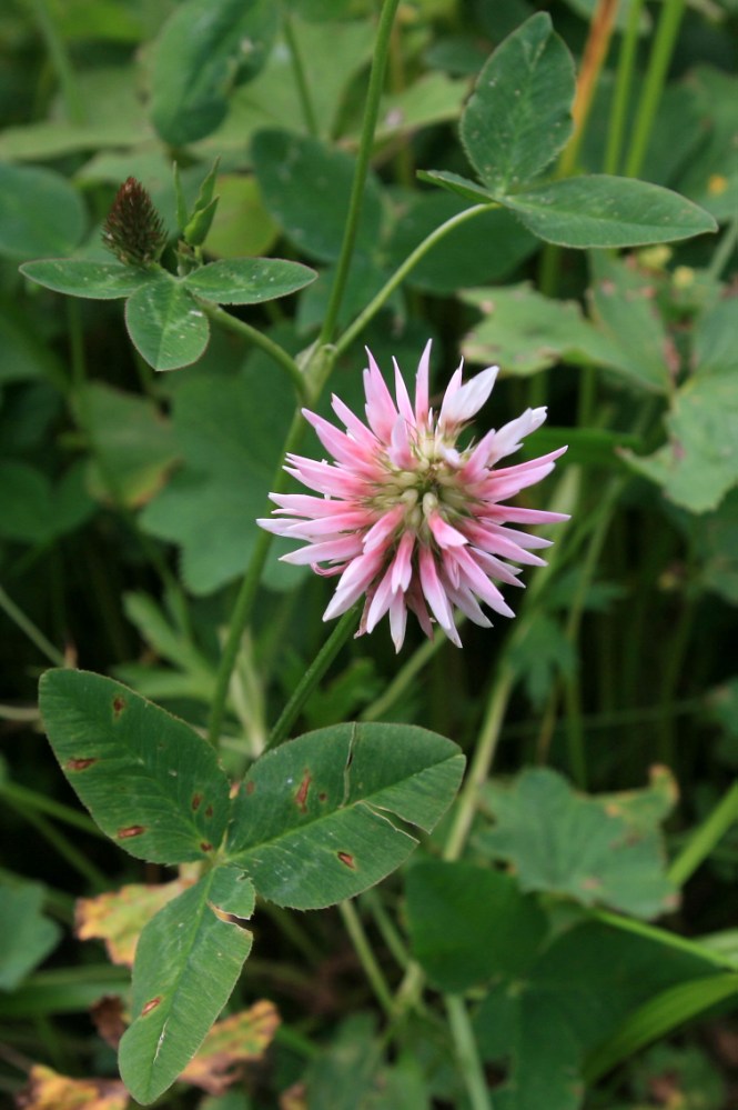 Изображение особи Trifolium ambiguum.