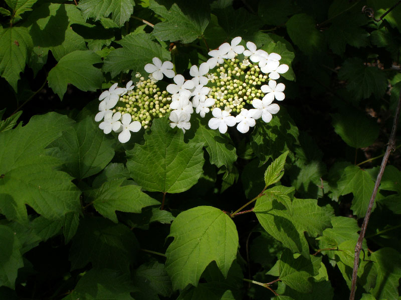 Изображение особи Viburnum opulus.