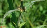 Stachys palustris
