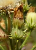 Picris hieracioides