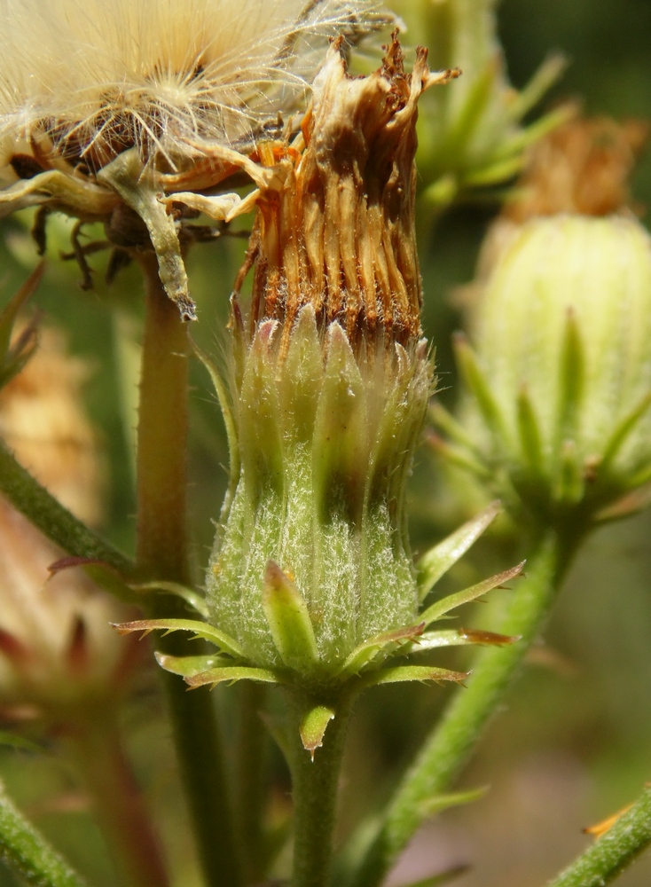 Изображение особи Picris hieracioides.