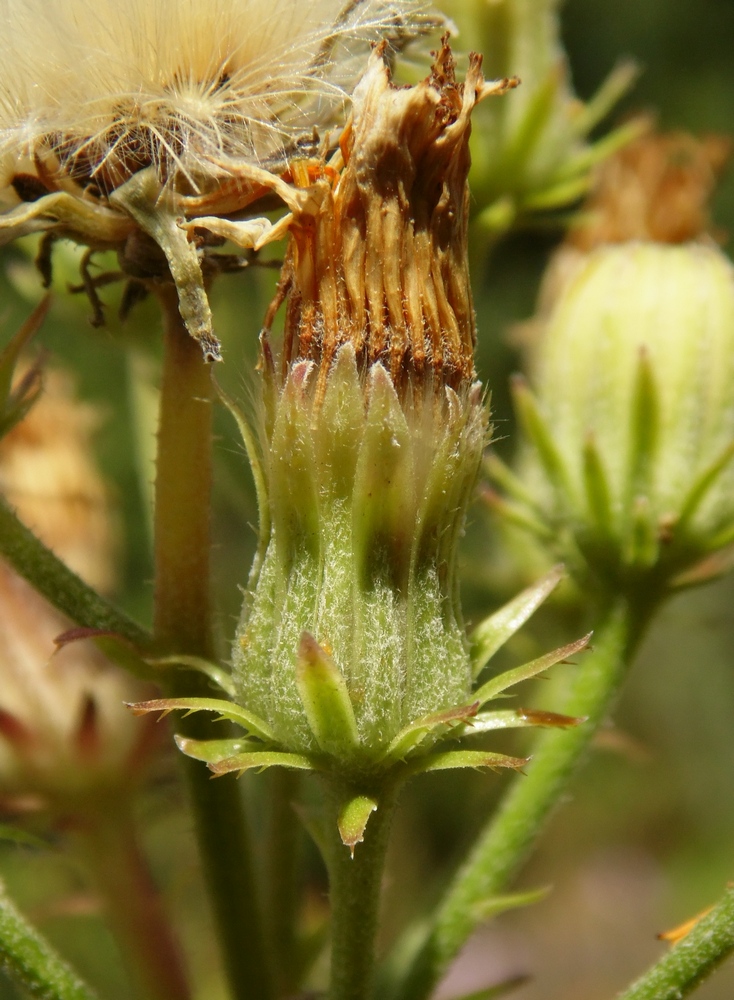 Image of Picris hieracioides specimen.