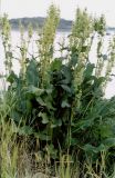 Rumex confertus. Плодоносящее растение. Кольский полуостров, Восточный Мурман, пос. Дальние Зеленцы. Конец августа 2003 г.