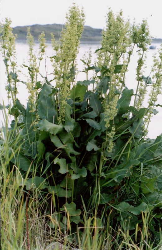 Image of Rumex confertus specimen.