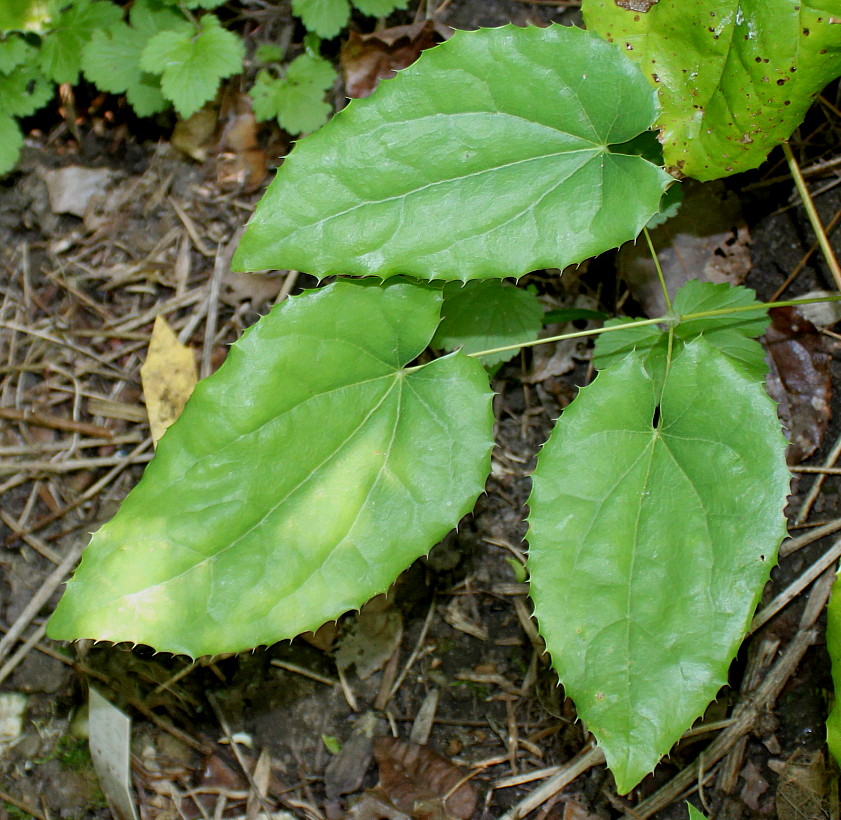 Изображение особи Epimedium stellulatum.