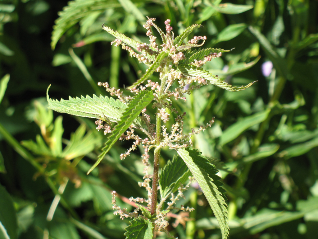 Image of Urtica dioica specimen.