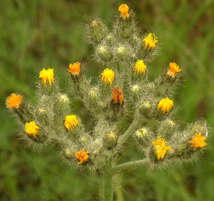 Image of Pilosella &times; collina specimen.