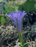 Gentiana grandiflora