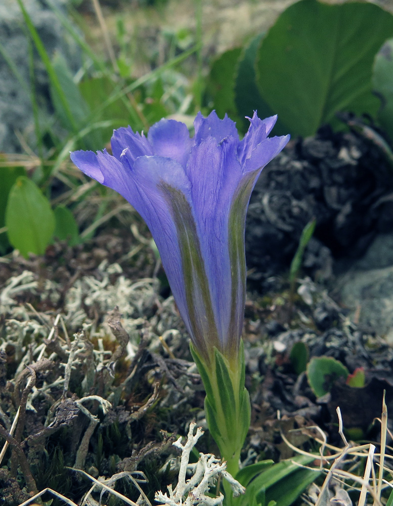 Image of Gentiana grandiflora specimen.