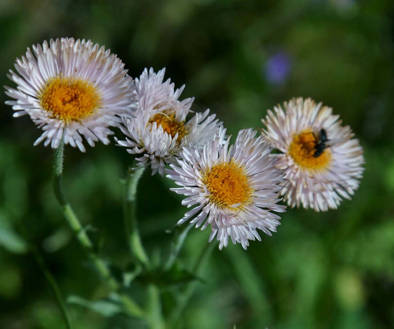 Изображение особи род Erigeron.