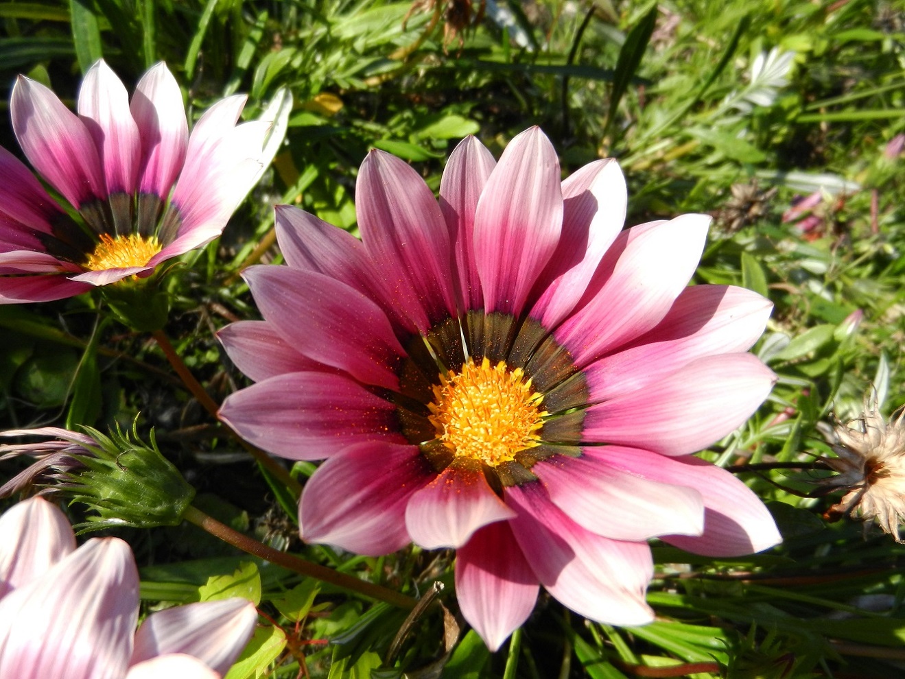 Image of Gazania rigens specimen.