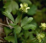 Adoxa moschatellina. Верхушка цветущего растения. Московская обл., Раменский р-н, окр. ж.-д. платформы Хрипань, смешанный лес. 27.04.2014.