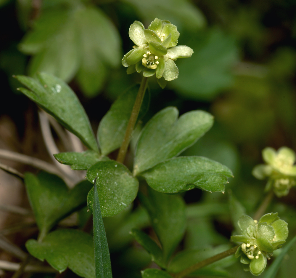 Изображение особи Adoxa moschatellina.