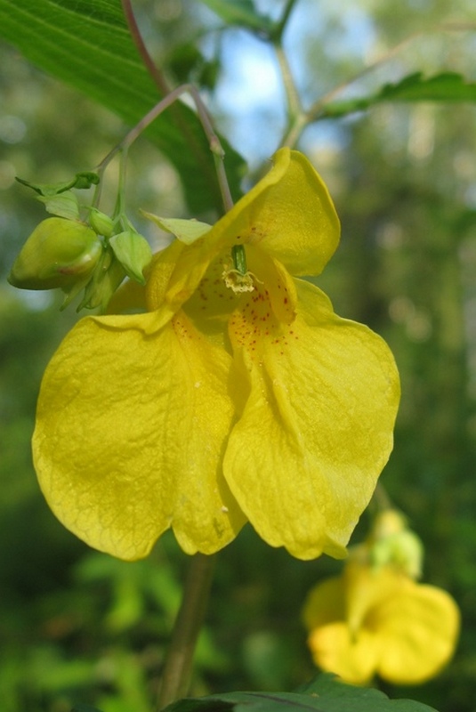 Image of Impatiens noli-tangere specimen.