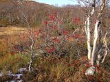 Sorbus aucuparia подвид glabrata. Обильно плодоносящее растение, сбросившее листву. Мурманская обл., окр. пос.Туманный, район Нижнесеребрянской ГЭС, заболоченная пойма ручья. 12.10.2014.