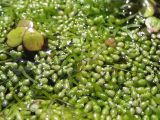 Wolffia arrhiza