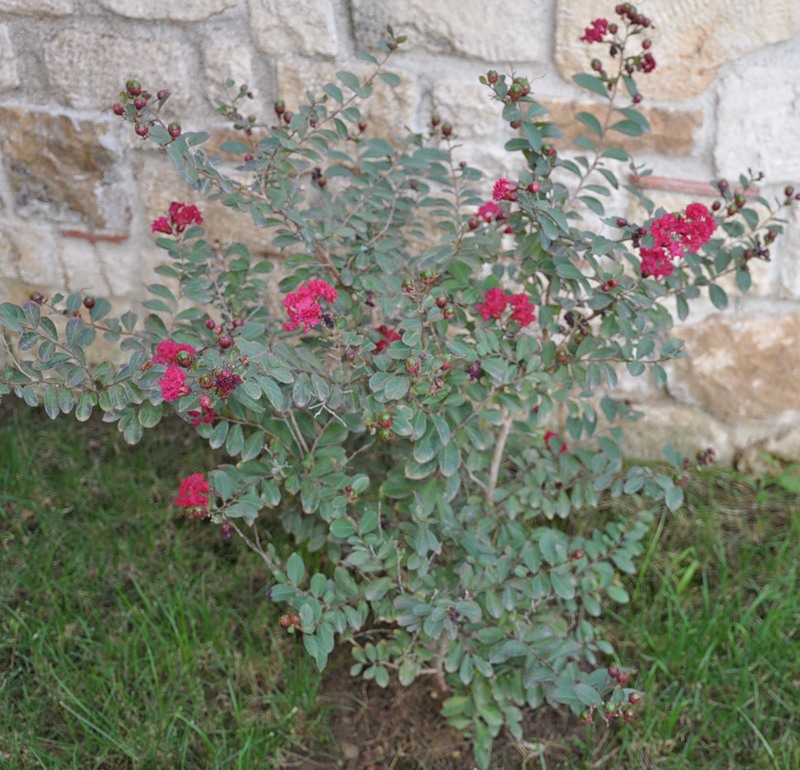 Изображение особи Lagerstroemia indica.