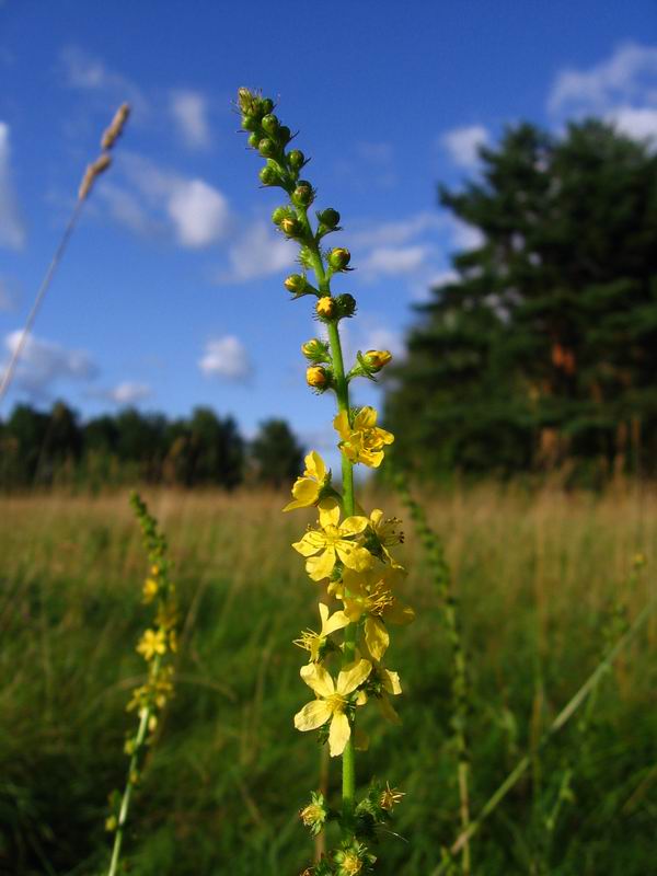 Image of Agrimonia eupatoria specimen.