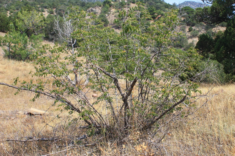 Image of Paliurus spina-christi specimen.