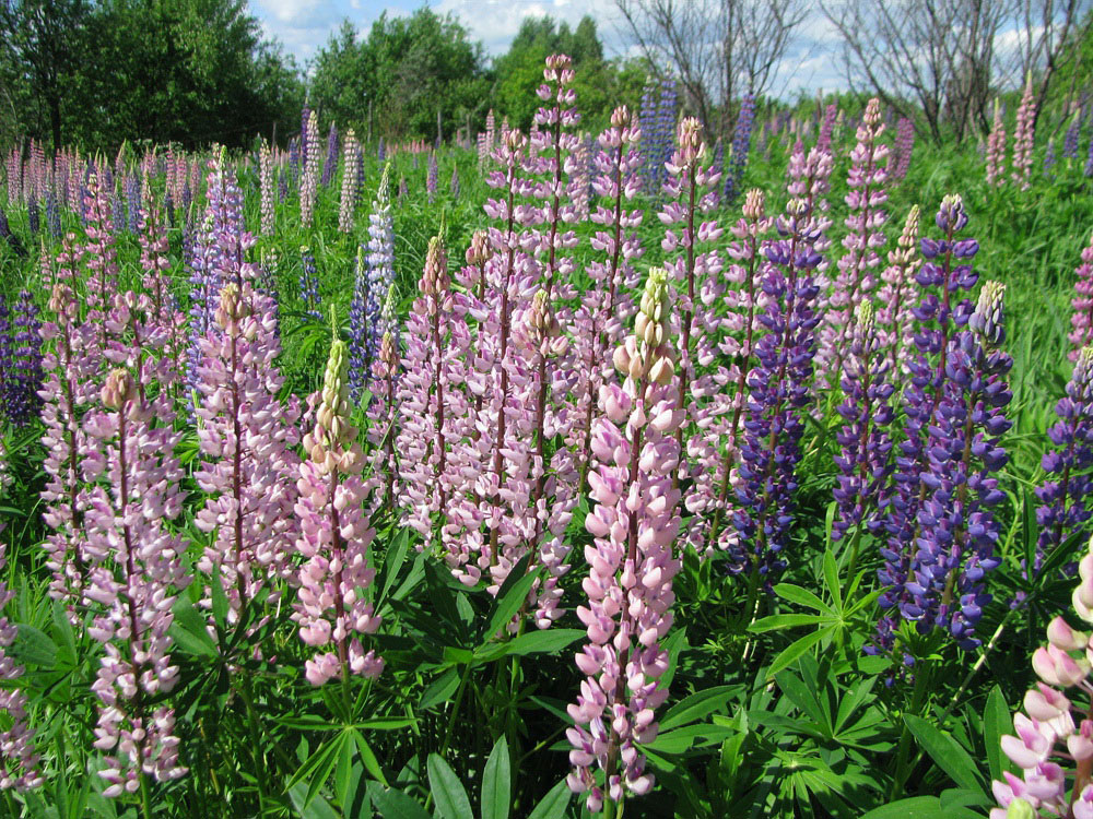 Изображение особи Lupinus &times; regalis.