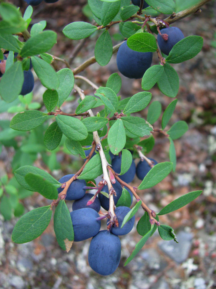 Image of Vaccinium uliginosum specimen.