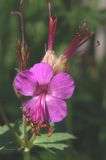 Geranium macrorrhizum