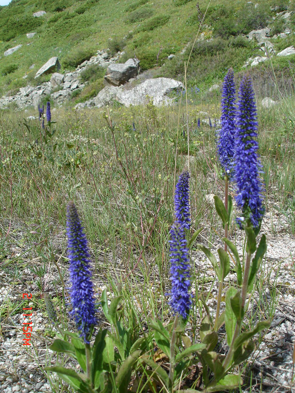 Изображение особи Veronica porphyriana.