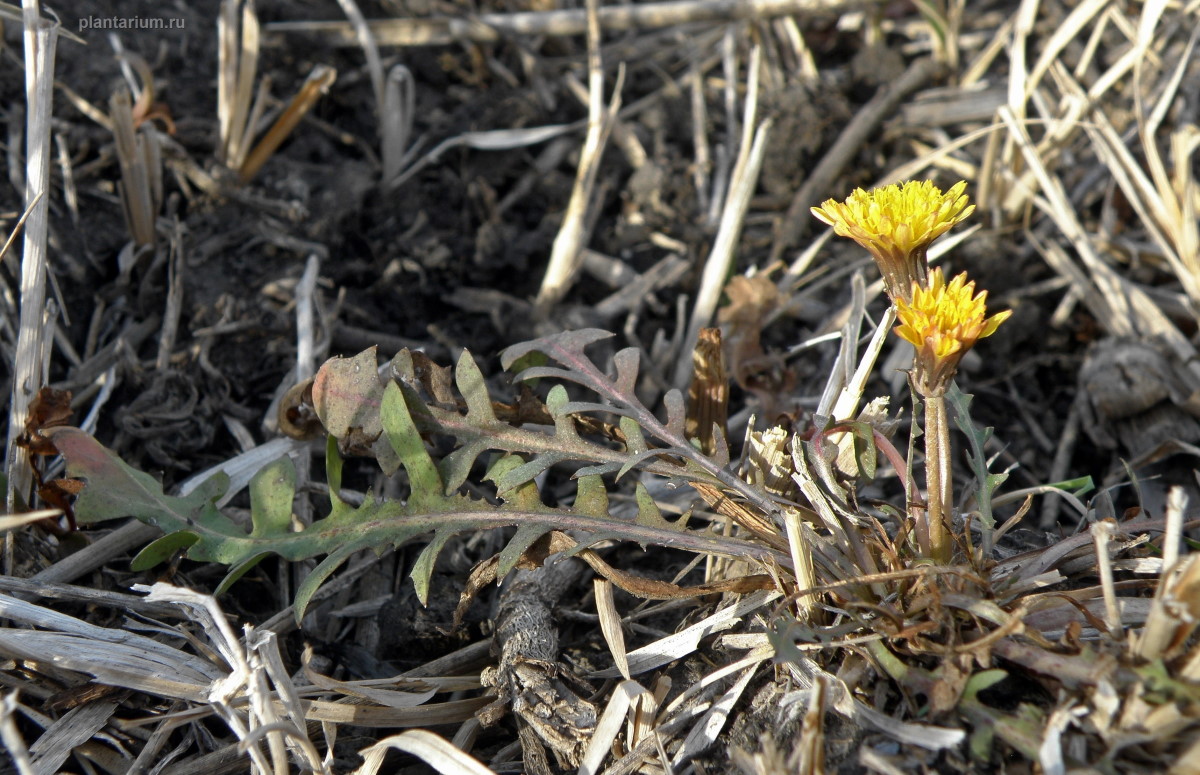 Image of Taraxacum bessarabicum specimen.