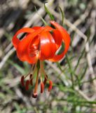 Lilium pumilum