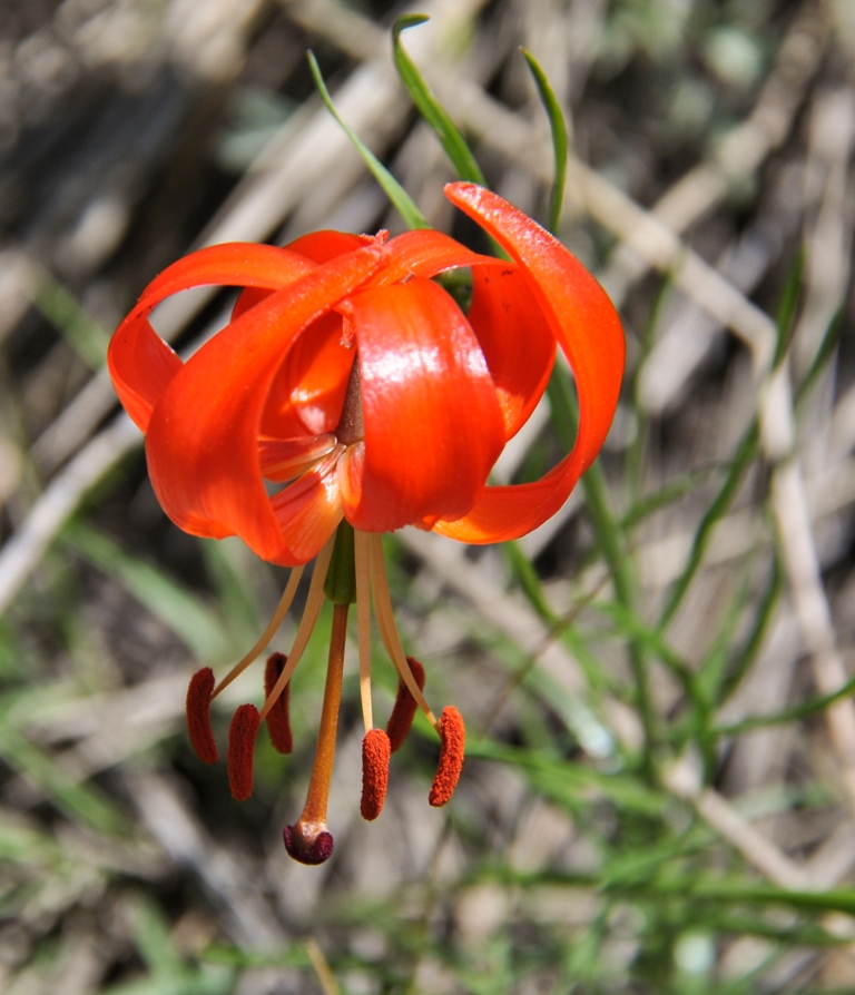 Изображение особи Lilium pumilum.