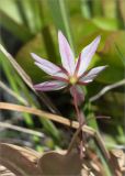 Trientalis europaea. Цветок (вид со стороны чашечки). Мурманская обл., Кольский р-н, окр. пос. Дальние Зеленцы, луговинка на берегу ручья на побережье Баренцева моря. 21.06.2015.