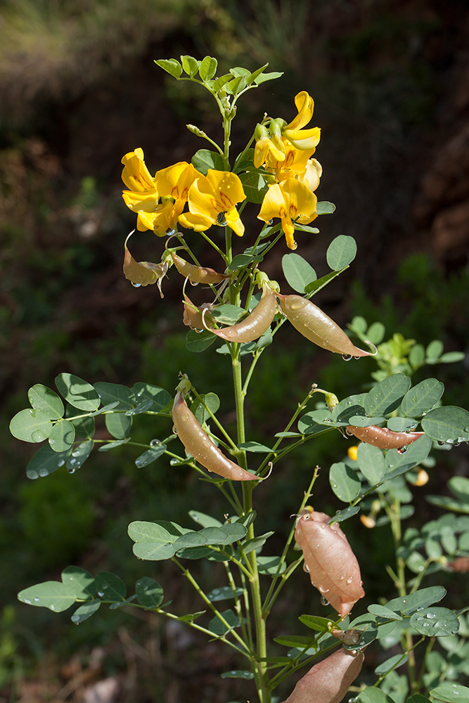 Image of Colutea arborescens specimen.